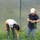 A man and woman harvesting lemongrass on the ground