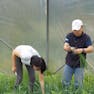 A man and woman harvesting lemongrass on the ground