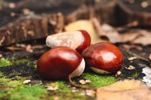 Three brown seeds sitting on a mossy stump of wood