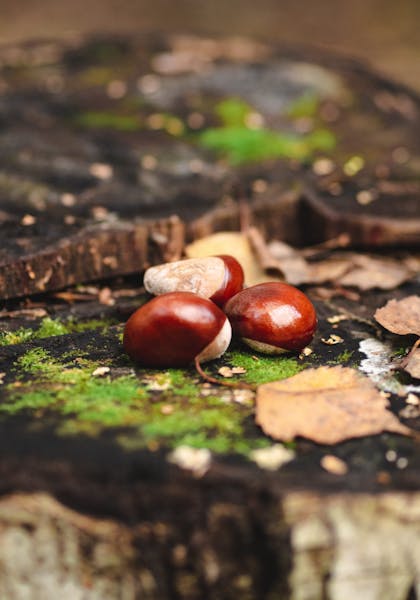 Three brown seeds sitting on a mossy stump of wood