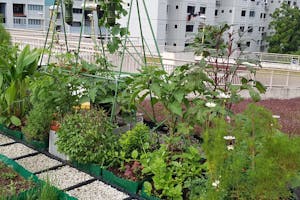 Photo of an edible rooftop garden in Singapore, with gingner, basil, brinjal, okra, ulam raja, etc.