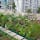 Photo of an edible rooftop garden in Singapore, with gingner, basil, brinjal, okra, ulam raja, etc.