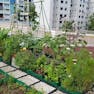 Photo of an edible rooftop garden in Singapore, with gingner, basil, brinjal, okra, ulam raja, etc.