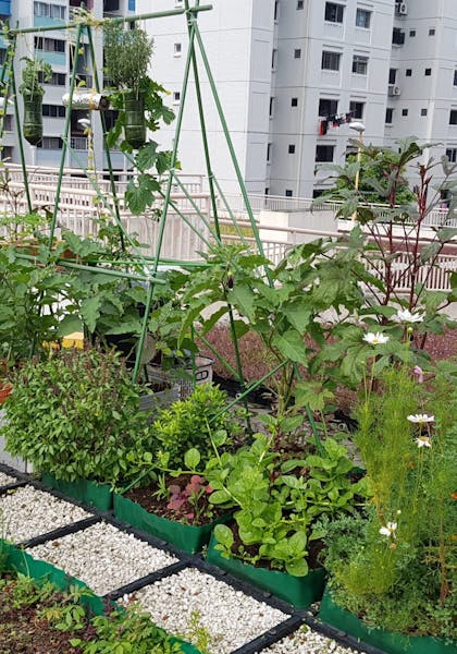 Photo of an edible rooftop garden in Singapore, with gingner, basil, brinjal, okra, ulam raja, etc.