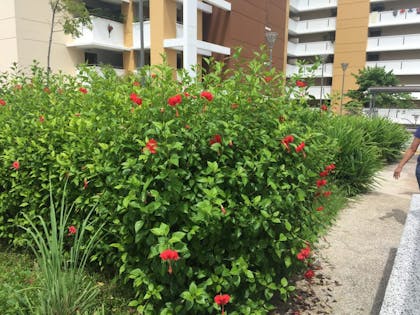 Red hibiscus flowers bush