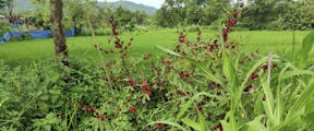 A roselle plant in Almas' garden