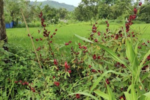 A roselle plant in Almas' garden