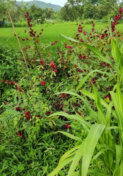A roselle plant in Almas' garden