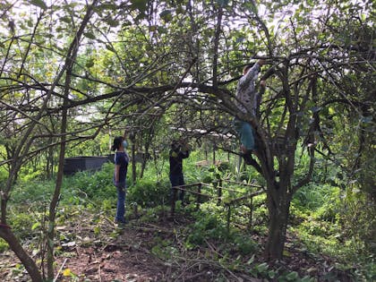 three people plucking fruit from a tree - two are on the ground and one who has climbed up a tree