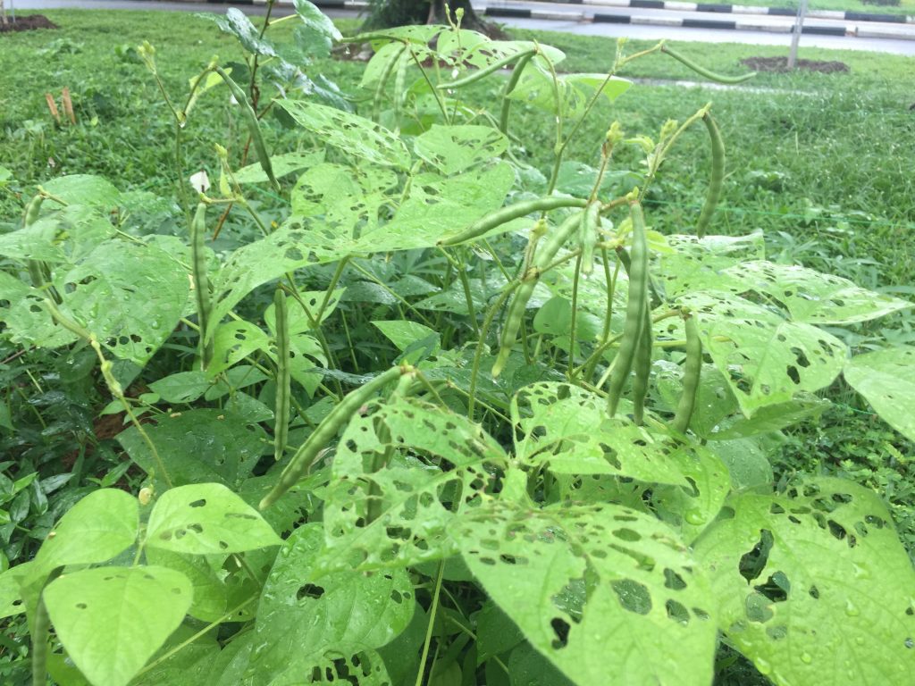 Green beans attacked by insect pests