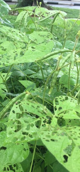 Green beans attacked by insect pests