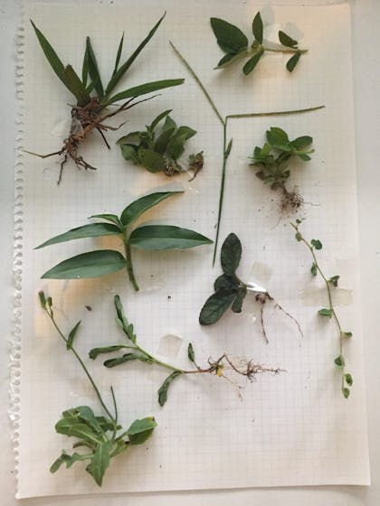 Specimens of a variety of grasses against a sheet of graph paper