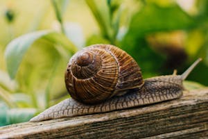 snail on wood with blur garden background