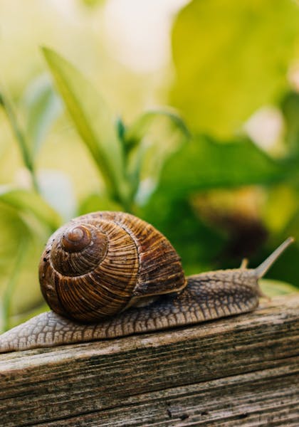 snail on wood with blur garden background