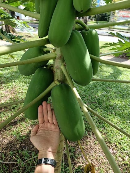 palm next to green papayas on a tree to show size of papaya