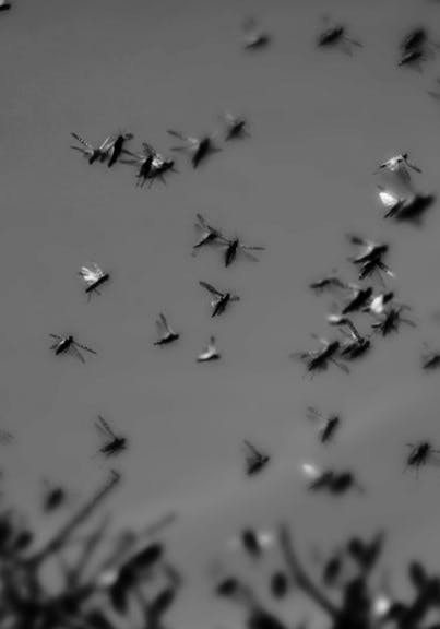 A black and white photo of a swarm of locusts above a field of grass