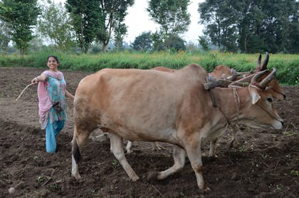 Aditi ploughing in a field in Navdanya 