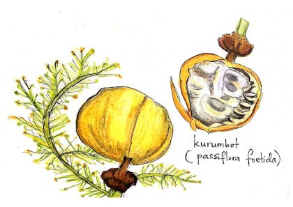 kurumbot (passiflora foetida) - a species of passion vine which Karla describes as tasting like passionfruit, mango and pineapple rolled into one