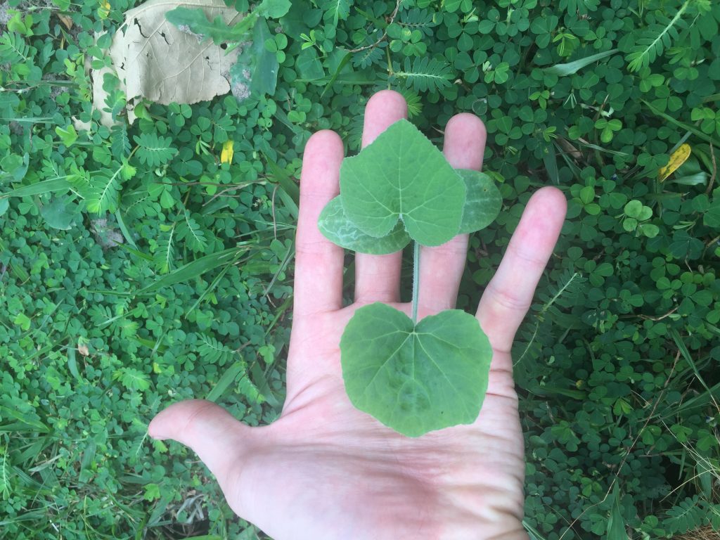 7-week old pumpkin seedling