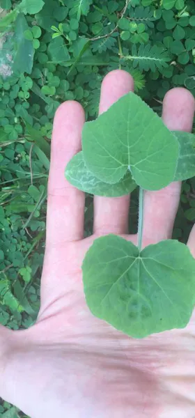 7-week old pumpkin seedling