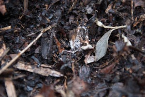 Soil, dark, leaves, compost