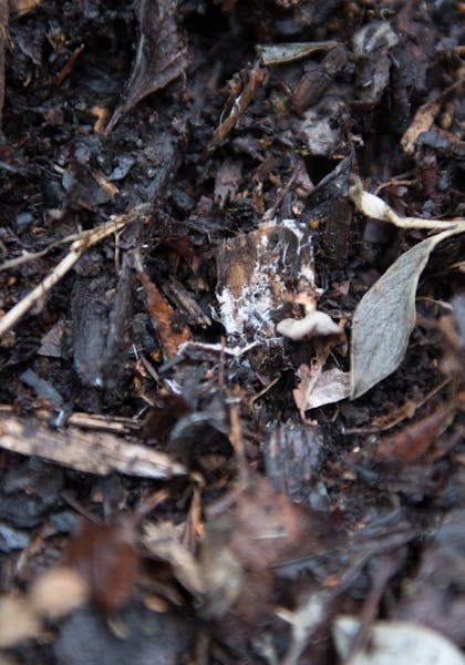 Soil, dark, leaves, compost
