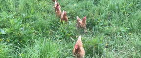 A flock of brown chickens marching out of their pen onto a grassy field