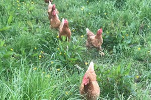 A flock of brown chickens marching out of their pen onto a grassy field