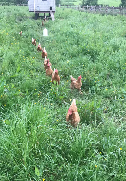A flock of brown chickens marching out of their pen onto a grassy field