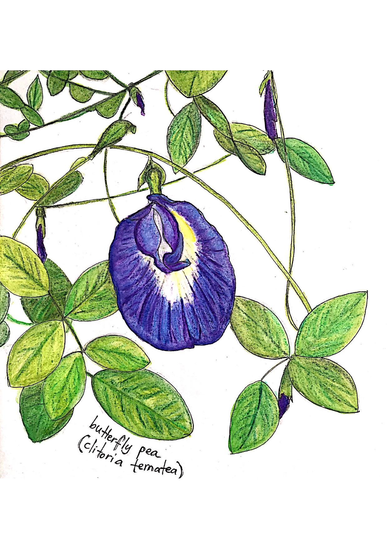 butterfly pea (clitoria ternatea)