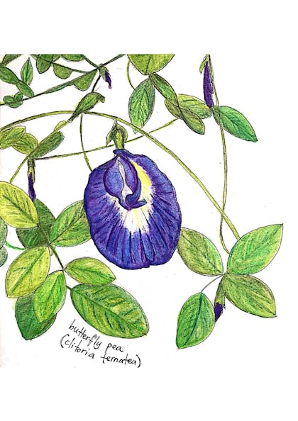 butterfly pea (clitoria ternatea)