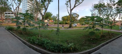 panoramic view of grass patch with many young papaya trees growing