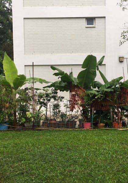 Photo of a garden next to a HDB block