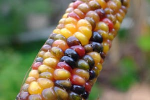 Colourful corn cob; caption: Growing and saving heirloom seeds - Glass-Gem Corn