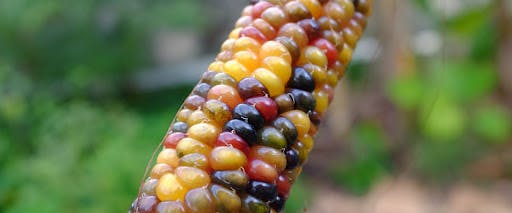 Colourful corn cob; caption: Growing and saving heirloom seeds - Glass-Gem Corn