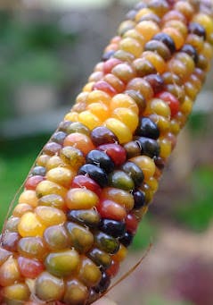 Colourful corn cob; caption: Growing and saving heirloom seeds - Glass-Gem Corn
