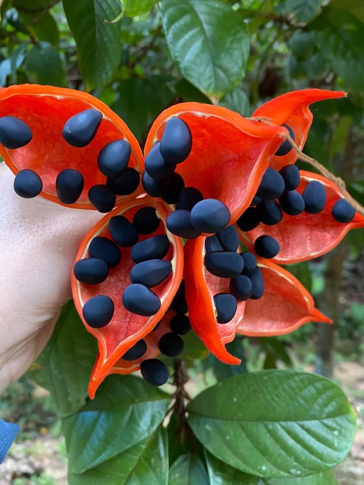 Picture of a peanut tree or red-fruited kurrajong (Sterculia quadrifida)