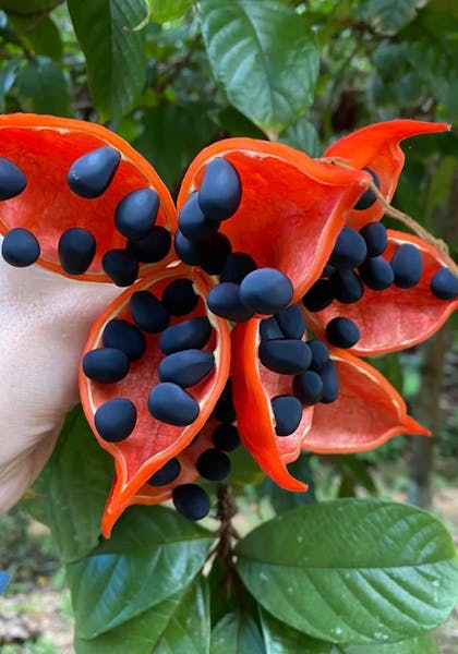 Picture of a peanut tree or red-fruited kurrajong (Sterculia quadrifida)