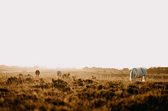 The New Forest, England