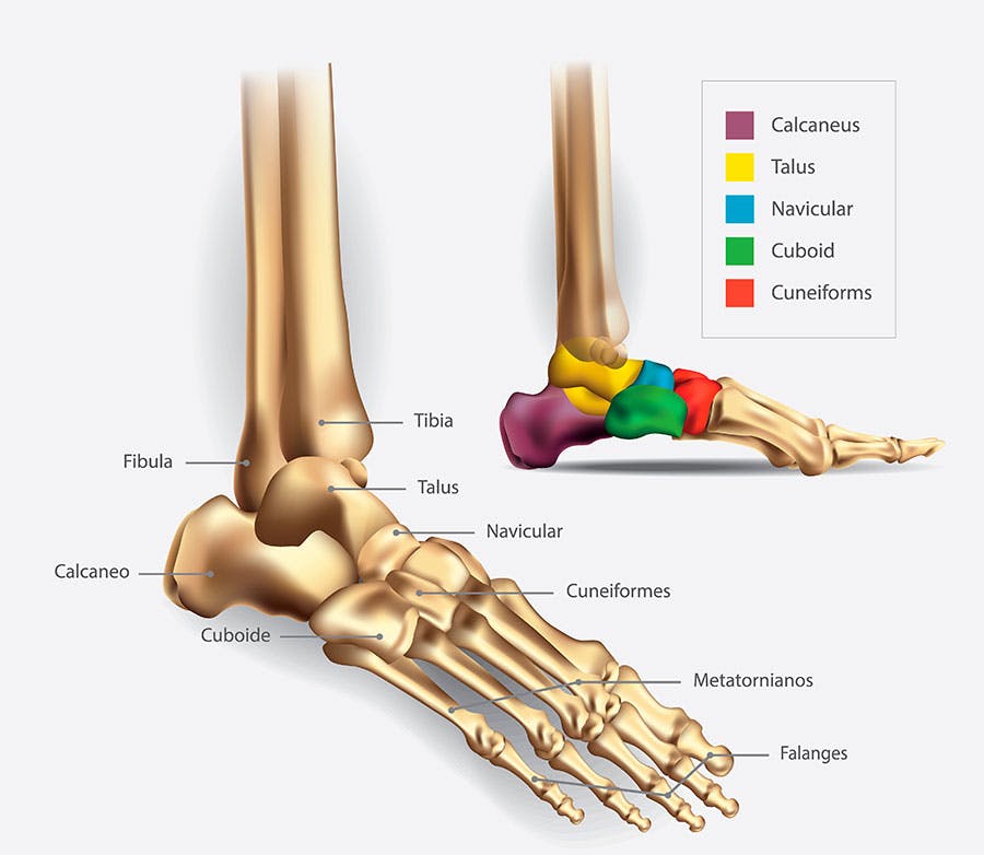 Foot bones