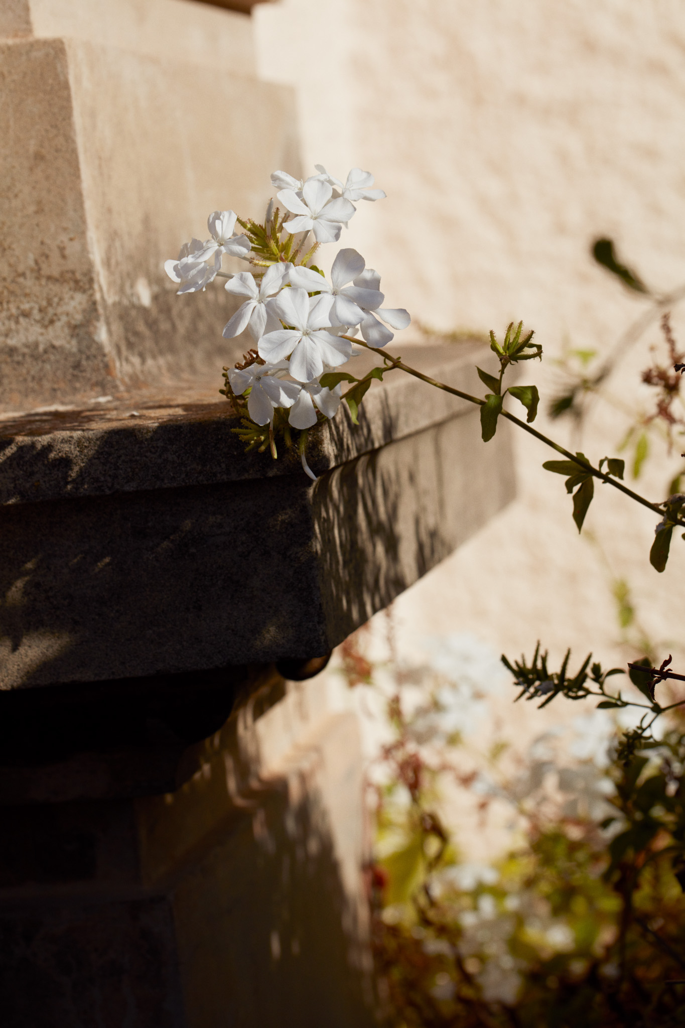 Spring 2023 #FLLforVS Pt. 2 | For Love & Lemons