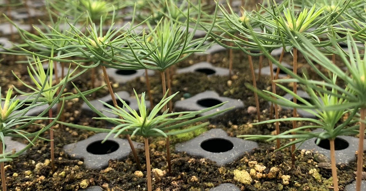 Seedlings in a nursery tray