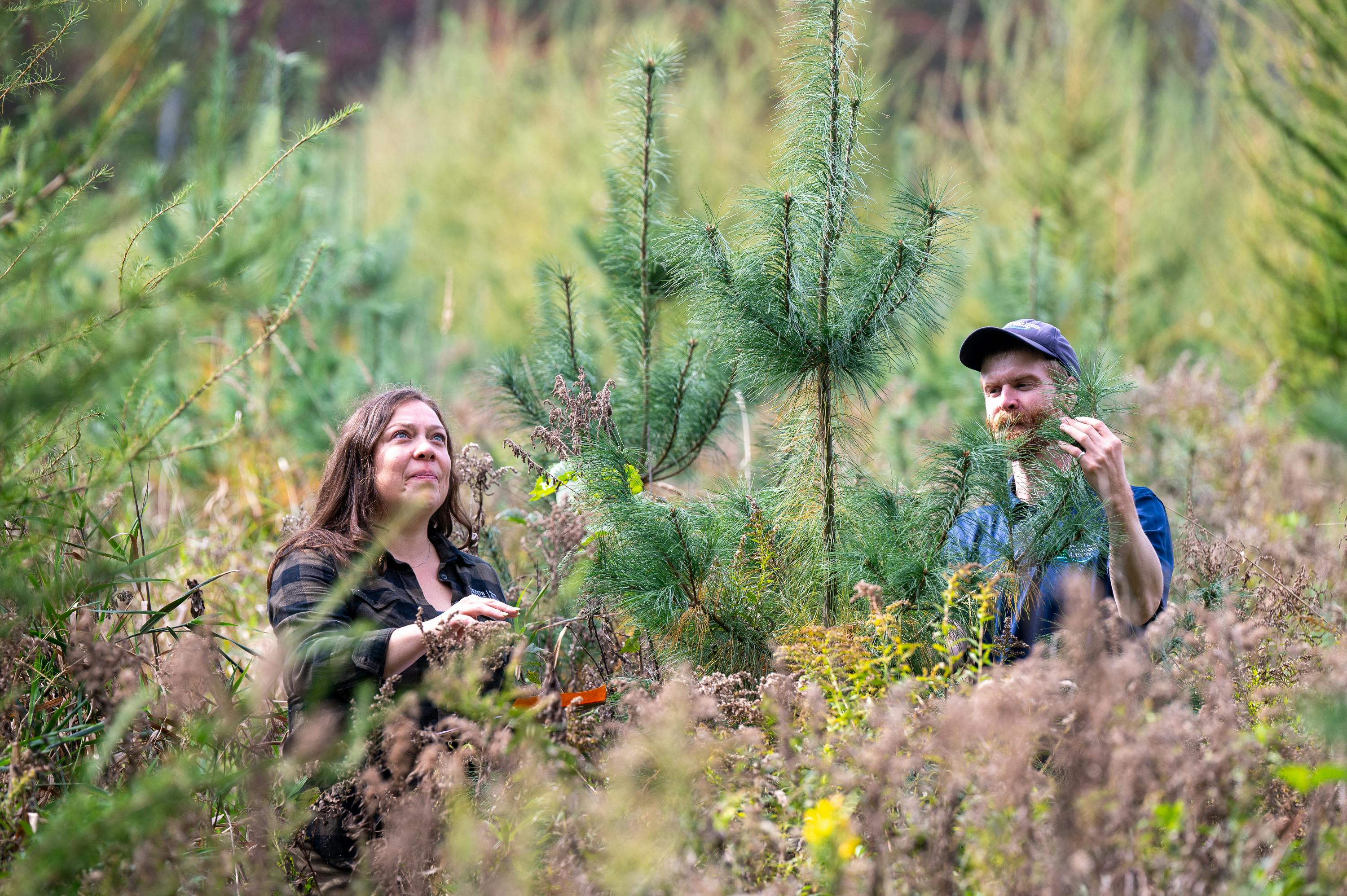 Two people inspect a conifer tree in a field of diverse wild plants