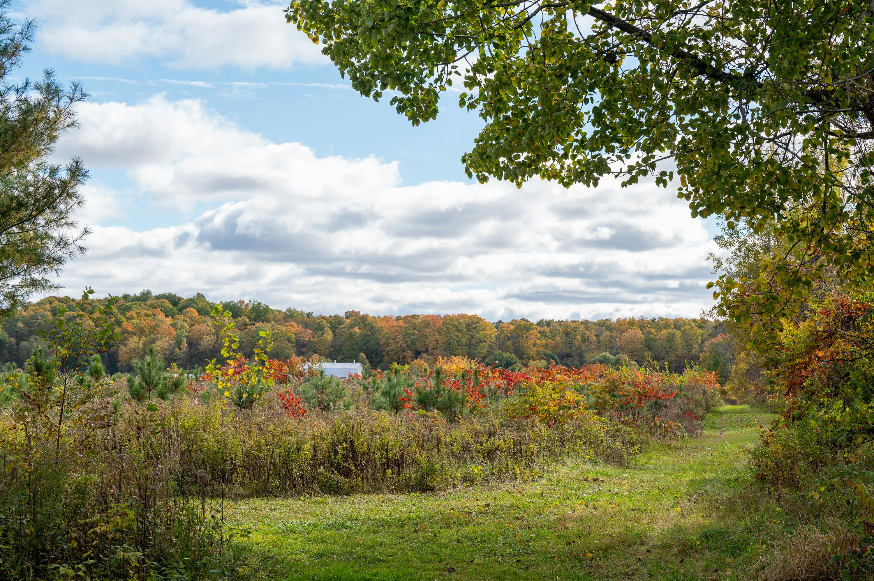 Landscape showing trees