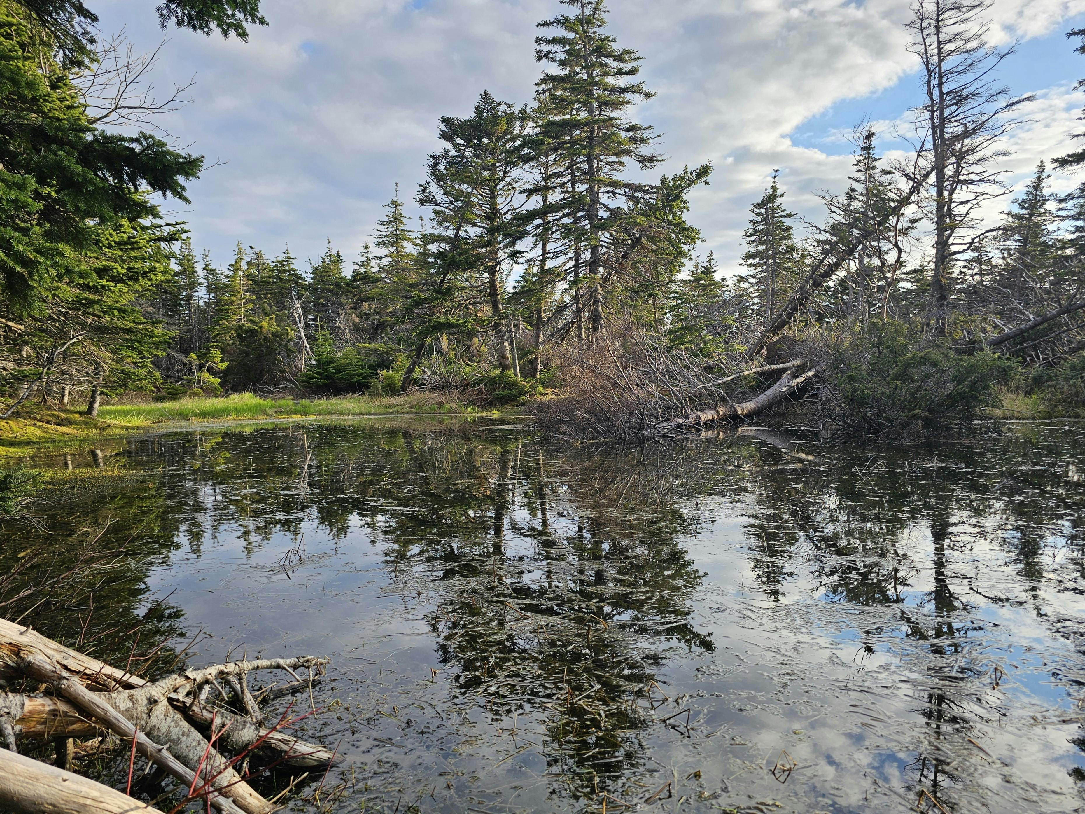 Wetland with forest up to edges of water