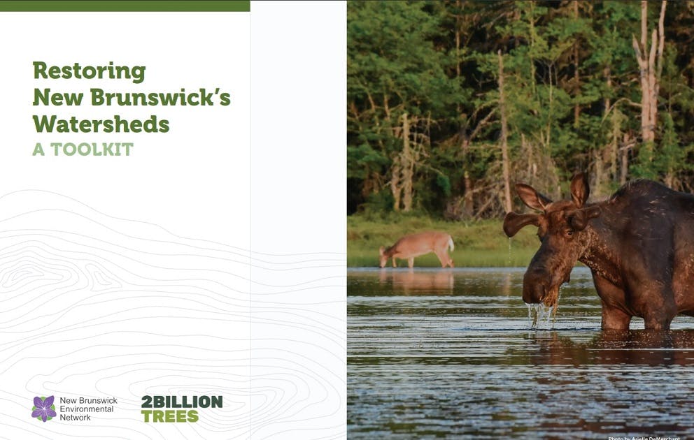 moose in water