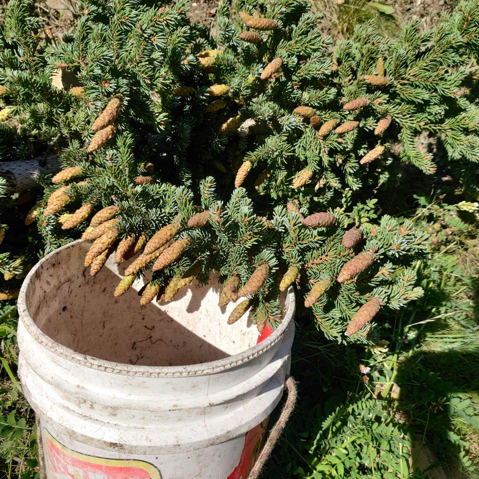 White spruce cones collected during a mast year (every 5-7 years)