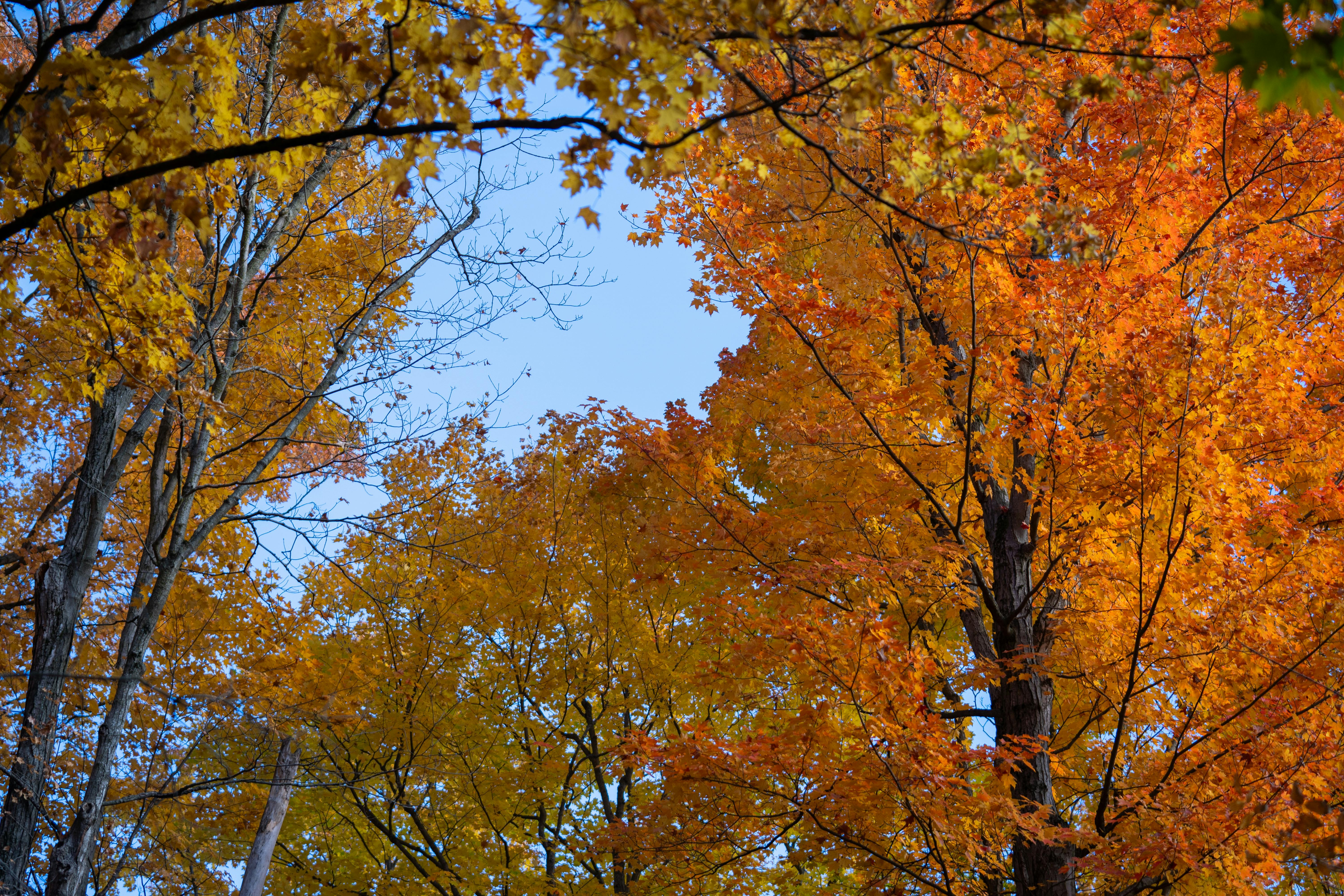 Une voûte d'arbres à feuilles décidues aux couleurs rouges de l'automne, vue d'en bas.