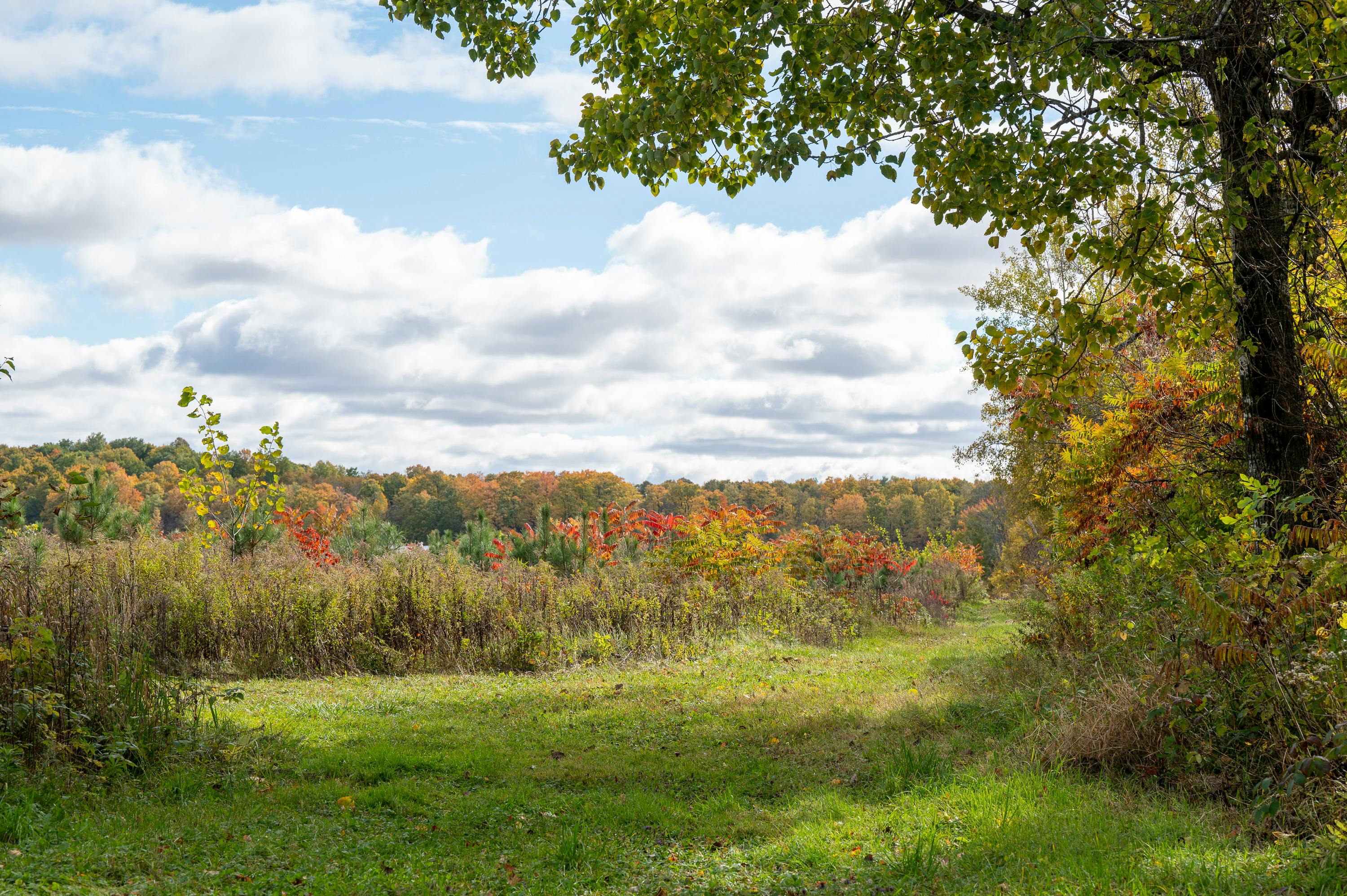 Paysage d’un champ reboisé et prairie en automne au Canada.