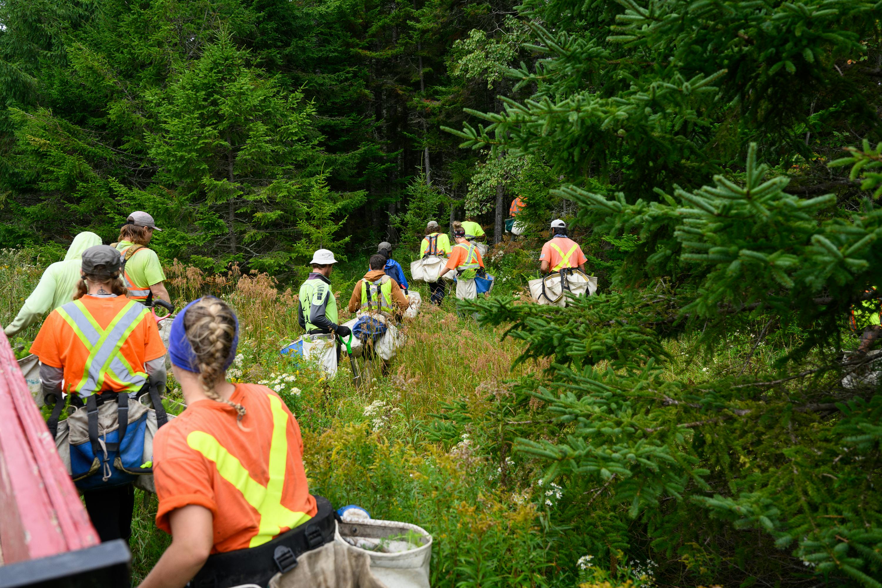 Un groupe de planteurs d'arbres traverse une région boisée.